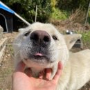 미소짖개 이미지