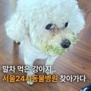 하나로동물병원 - 서구 상무중앙로 101 | 서울 24시 동물병원 강아지 이물질 구토로 새벽에 다녀온 온숲동물병원 후기