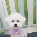 플러스 애견미용실 이미지