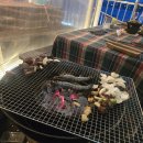 레드애플 상암엠비씨(MBC)점 | 상암 점심 맛집 와이키키마켓 MBC 근처 난지 한강공원 바베큐 찐맛집 저녁방문