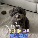 행복한리더로유치원 | 수원강아지방문훈련 방문교육 추천 훈련후기! feat:)출산예정