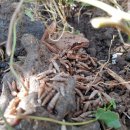 별이네 농장 이미지