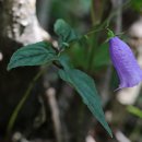 금강초롱 이미지