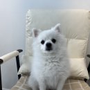 토토미용실 | [강동구 길동 교감 애견미용·가위컷 맛집 | 아름답개] 포메 ♡토토♡ 곰돌이컷