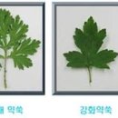 쑥 효능 인진쑥 개똥쑥 강화사자발 약쑥효능 먹는방법 이미지