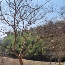 노송목장 이미지