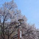 만삭 임산부의 용마산 등산기⛰️ 봄꽃 속 힐링 산책 &amp; 금화왕돈까스 먹방 후기🍽️