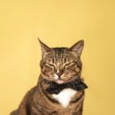 대창세탁 이미지