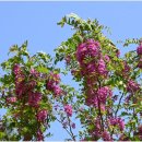 주암호 생태습지 이미지