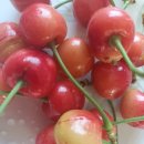 준상농장 이미지