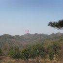 삼거리농장 Daum카페