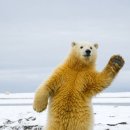 강아지발바닥 이미지