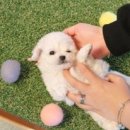 도그마루 강아지 고양이 천안아산점 이미지