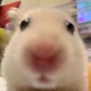 신나지 이미지