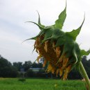 평지마을앞~신기마을앞 이미지