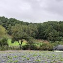 평창 휘닉스파크 5분 시골향기 마을 소개울있는 부지(317평,7천만) 이미지