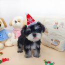 강아지분양 꽃강아지 중랑점 이미지