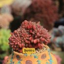 환타지아 이미지