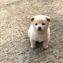 똥강아지 이미지