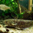 항아리매운탕 이미지