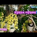 드림난원