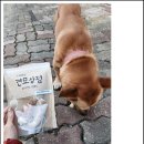 대형견 뼈간식 수제 추천 국내생산 /중대형견 오래먹는 껌 후기 대용량