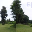 스타골프클럽 이미지