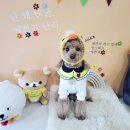 포포애견펜션 이미지