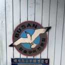 울산갈매기 이미지