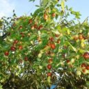 산약초 동의보감 이미지