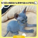 스핑크스의 숲 이미지