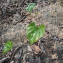 개울건너 민박 이미지