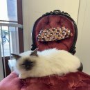 버만캣패밀리 이미지