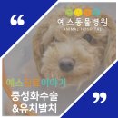 예스동물병원 이미지