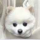 수성메디칼 | 강아지 세균성 농피증으로 본동물메디컬센터 수성점 다녀온 후기