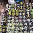 인천대공원(식물원 뒤) 이미지