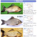 토종 붕어 구별법 이미지