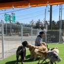 GPS 애견학교 이미지