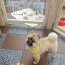 독스맘 - 서구 내방로240번길 1 | 독스맘