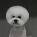 모찌애견샵 이미지