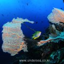 산호가든 이미지