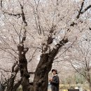 감탄떡볶이 일원점 | 울산 작천정 벚꽃축제 벚꽃 명소 주차장, 개화현황(26.4.3)