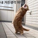 개귀여워 이미지