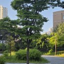 다정동_새움중학교 | 세종시 다정동 가온마을 학군 분석: 왜 학부모들이 선호하는 생활권일까?