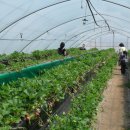 지당농장 이미지