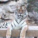 뽑고 더블로 가 | 겨울 에버랜드 붕어빵러쉬 눈썰매 사파리 그리고 놀이기구 동계휴무 후기