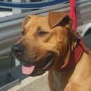 허니데이 이미지