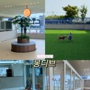 명지국제유치원 | 부산 명지 애견호텔, 150평대 넓은 유치원 후기 '몽디브'