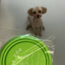 토리애견샵 | 애견미용 추천｜라우프독 개봉점 내돈내산 후기 (말티푸 미용, 오픈형 미용샵)