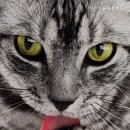 원동물병원 이미지